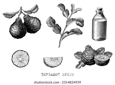Bergamot hand draw vintage engraving style black and white clip art