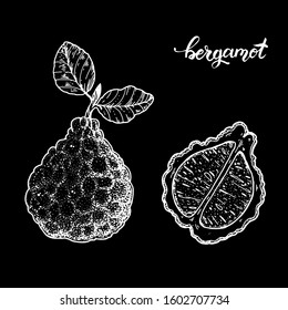 Bergamot hand drawn sketch, vector illustration. Bergamot slice.