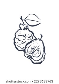 Bergamot hand drawn vector illustration. Citrus botanical sketch. Used in cosmetics and perfume products, aromatherapy. White background.