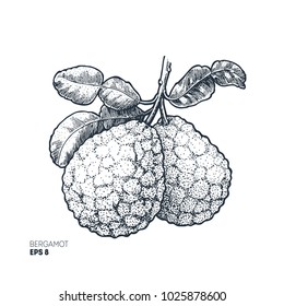Bergamot illustration. Engraved style illustration. Kaffir Lime. Vector illustration