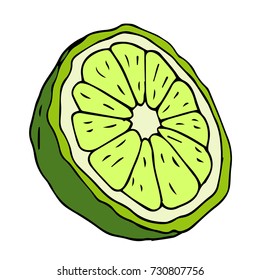 Bergamot illustration. Fresh organic food. Doodle style. Design icon, print, logo, symbol, decor, textile, paper.