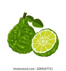 Bergamot isolated on white background. vector illustration.