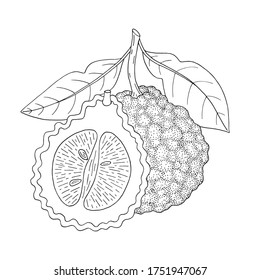Bergamot, Kaffir lime citrus fruit, leaves, flower. Engraved vintage sketch illustration. Hand drawn vector image isolated on white background.