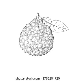 Bergamot, Kaffir lime citrus fruit, leaves, flower. Engraved vintage sketch illustration. Hand drawn vector image isolated on white background.