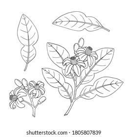 Bergamot, Kaffir lime citrus fruit, leaves, flower. Engraved vintage sketch illustration. Hand drawn vector image isolated on white background.