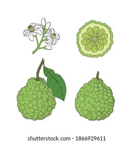 Bergamot, Kaffir lime citrus fruit, leaves, flower. Engraved vintage sketch illustration. Hand drawn vector image isolated on white background.