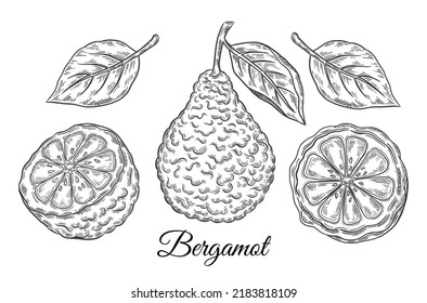 Bergamot, kaffir lime citrus juicy fruit. Tropical green lemon botanical outline sketch set. Exotic orange with leaf. Cosmetic aroma, tea ingredient. Healthy food. Vintage engraving. Hand drawn vector