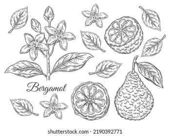 Bergamot, kaffir lime citrus juicy fruit, branch with flower, leaves. Tropical green lemon botanical sketch. Blossom exotic orange. Cosmetic aroma, tea ingredient. Vintage engraving. Hand drawn vector