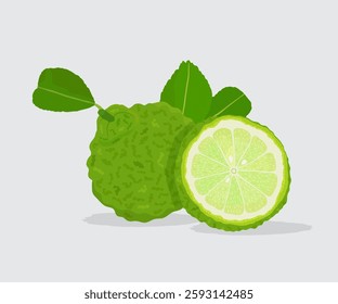 Bergamot or kaffir lime fruit with green leaf. A whole and halved bergamot fruit with leaves, showing green textured rind and pale yellow-green interior. Stock illustration