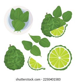 Bergamot and kaffir lime fruit, slice and leaves set. Kaffir lime icon. Asian cuisine or cosmetics and medicine