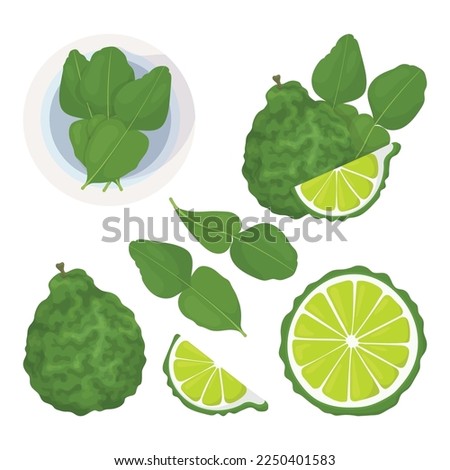 Bergamot and kaffir lime fruit, slice and leaves set. Kaffir lime icon. Asian cuisine or cosmetics and medicine