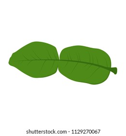 Bergamot leaf vector. free space for text. wallpaper. background.