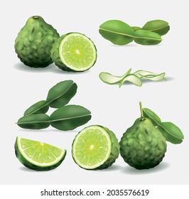 Bergamot leaves, kaffir lime leaves, halved.set of bergamot .illustration vector