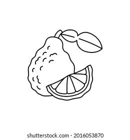 Bergamot сolor line icon. Essential oils fruit seeds. Pictogram for web page, mobile app, promo. UI UX GUI design element. Editable stroke.