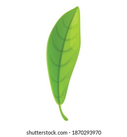 Bergamot long leaf icon. Cartoon of bergamot long leaf vector icon for web design isolated on white background