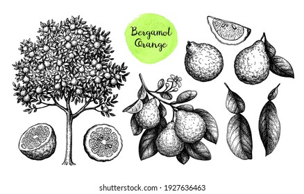 Bergamot orange big set. Tree, fruits and branch. Ink sketch isolated on white background. Hand drawn vector illustration. Retro style.