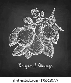 Bergamot Orange Branch With Fruits And Flower. Chalk Sketch On Blackboard Background. Hand Drawn Vector Illustration. Retro Style.