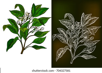 Bergamot orange (Citrus bergamia ) flower branch. Hand draw bergamot illustration. Engraving style. 