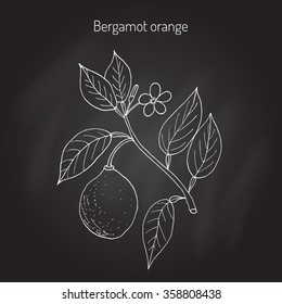 Bergamot orange (Citrus bergamia). Vector illustration