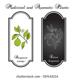 Bergamot orange (Citrus bergamia). Vector illustration