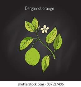 Bergamot orange (Citrus bergamia). Vector illustration
