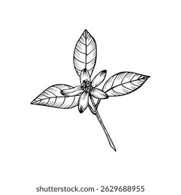 Ilustração do esboço da erva laranja de Bergamot. Desenho de planta natural em estilo de gravação para culinária, bem-estar, jardim e cura. Clipart de vetor floral desenhado à mão