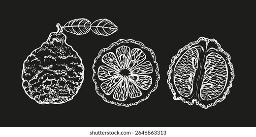 Bergamot orange illustration collection. Hand drawn botanical sketch outline illustration for natural wellness, eco cooking, essential oil aromatherapy