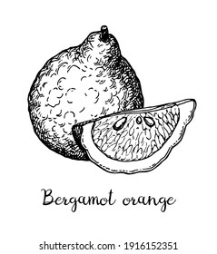 Bergamot orange. Ink sketch isolated on white background. Hand drawn vector illustration. Retro style.