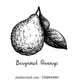 Naranja de Bergamot con hoja. Esbozo de tinta aislado en fondo blanco. Ilustración vectorial dibujada a mano. Estilo retro.
