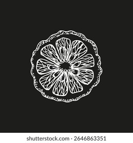 Bergamot orange plant illustration. Hand drawn floral vector clipart. Engraved vintage sketch drawing for use in wellness, natural cosmetics, culinary herbs, and garden decor