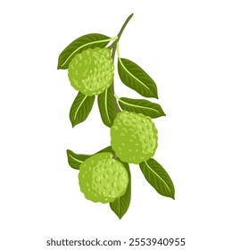 bergamot orange, vector drawing citrus tree branch with fruits and green leaves isolated at white background, hand drawn illustration