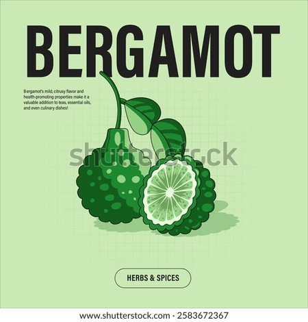 Bergamot Premium Vector Clipart High-Quality Illustration for Cooking Branding and Packaging