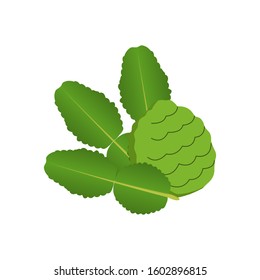 Bergamot raw material thai food vector