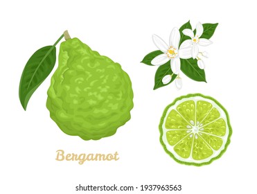 Bergamot set. Citrus fruit whole and slice, flowers and green leaves isolated on white background. Vector illustration in cartoon flat style.