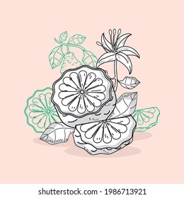 bergamot sketch drawn set icons