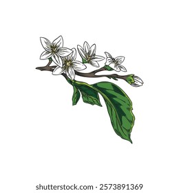 Bergamot tree branch with leaves and flowers sketch. Spring blossom plant garden foliage, tea herb. Hand drawn floral design element. Natural fragrance. Vector color illustration isolated on white