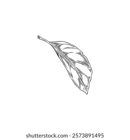 Bergamot tree falling leaf engraved sketch. Summer garden plant foliage, tea herb ink style. Hand drawn nature floral single design element. Natural fragrance. Vector outline illustration isolated