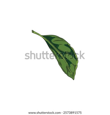 Bergamot tree green leaf sketch vector icon. Hand drawn falling nature floral single design element. Summer garden plant foliage, tea herb. Natural fragrance color illustration isolated on white