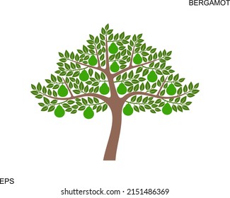 Logo de Bergamot Tree. Árbol bergamot aislado sobre fondo blanco