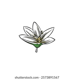 Bergamot tree white flower, blossom plant sketch vector icon. Hand drawn blooming floral design element. Spring garden one flower bud. Natural fragrance illustration isolated