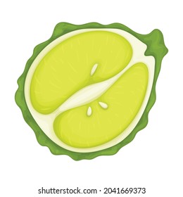 Bergamot vector cartoon icon. Vector illustration lime on white background. Isolated cartoon illustration icon of bergamot .