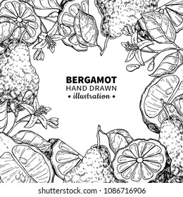Marco de dibujo vectorial Bergamot. Planta vintage aislada de cítricos, flor. Esbozo grabado con aceite esencial. Belleza y spa, cosmética, ingrediente de té. Excelente para diseño de etiquetas, volantes y embalajes.