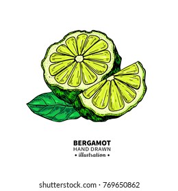Bergamot vector drawing. Isolated illustration of citrus fruit with slices. Organic food. Essential oil colorful sketch. Beauty and spa, cosmetic and tea ingredient. Great for label, flyer, packaging
