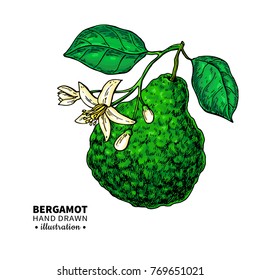 Bergamot vector drawing. Isolated  illustration of citrus fruit with flower on branch. Organic food. Essential oil sketch. Beauty and spa, cosmetic and tea ingredient Great for label, packaging design