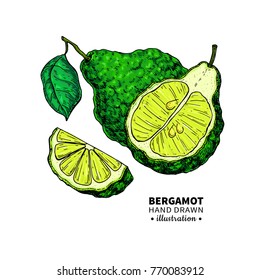 Bergamot vector drawing. Isolated illustration of citrus fruit with slices. Organic food. Essential oil colorful sketch. Beauty and spa, cosmetic and tea ingredient. Great for label, flyer, packaging