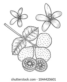 Bergamot vector drawing. Isolated vintage illustration of citrus fruit, slices, flower. Organic food. essential oil engraved style sketch. Beauty and spa, cosmetic and tea ingredient