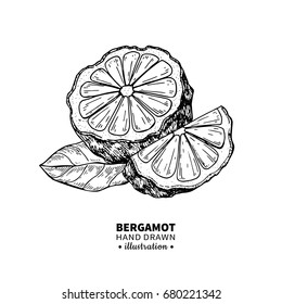 Bergamot vector drawing. Isolated vintage  illustration of citrus fruit with slices. Organic food. Essential oil engraved style sketch. Beauty and spa, cosmetic and tea ingredient. 