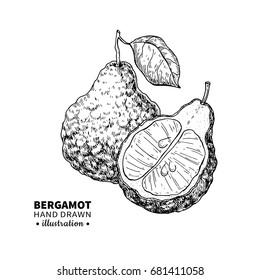 Bergamot vector drawing. Isolated vintage  illustration of citrus fruit with slices. Organic food. Essential oil engraved style sketch. Beauty and spa, cosmetic label and tea ingredient. 