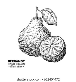 Bergamot vector drawing. Isolated vintage  illustration of citrus fruit with slices. Organic food. Essential oil engraved style sketch. Beauty and spa, cosmetic label and tea ingredient. 