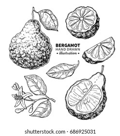 Bergamot vector drawing. Isolated vintage  illustration of citrus fruit, slices, flower. Organic food. essential oil engraved style sketch. Beauty and spa, cosmetic and tea ingredient